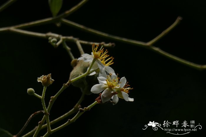 桂花树图片