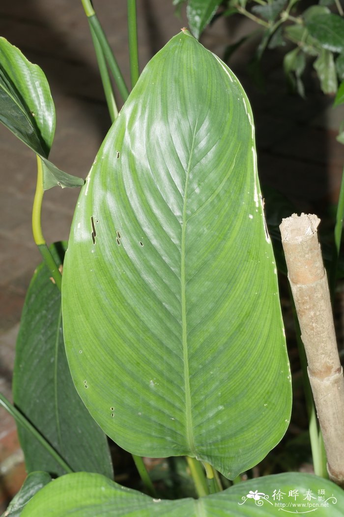 紫花针茅