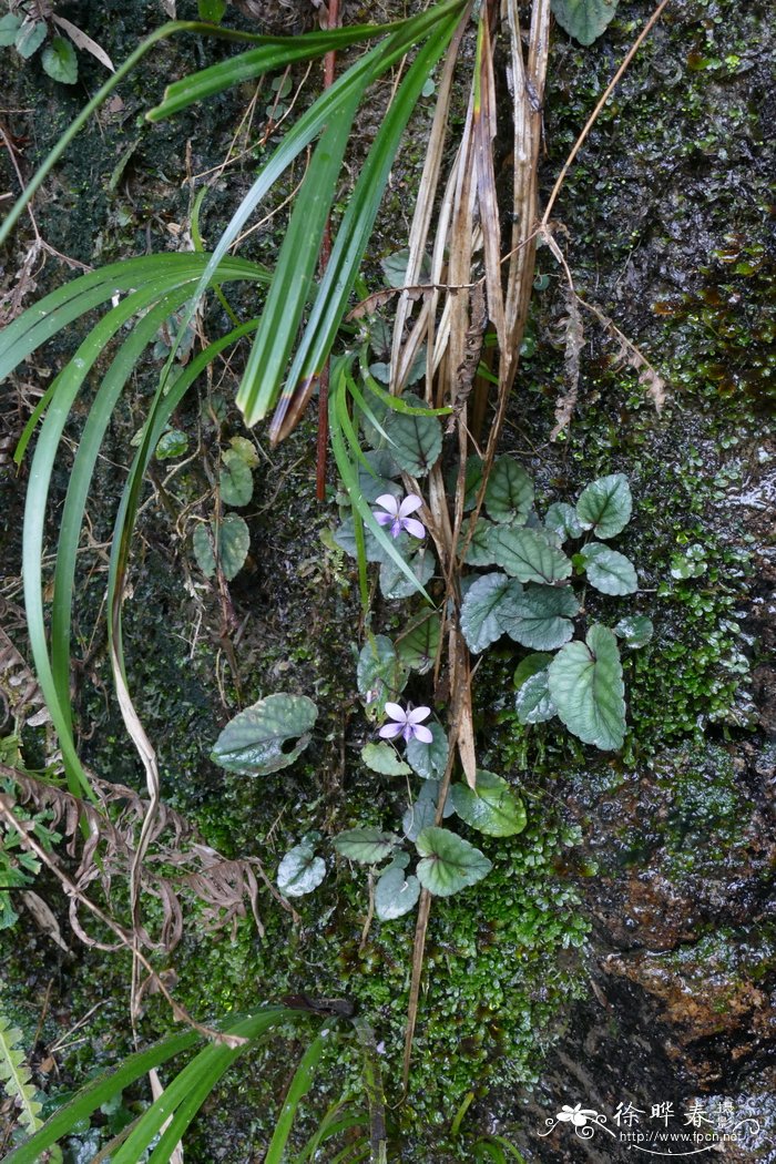 百合花样子