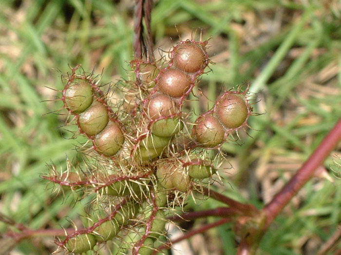 brassica juncea