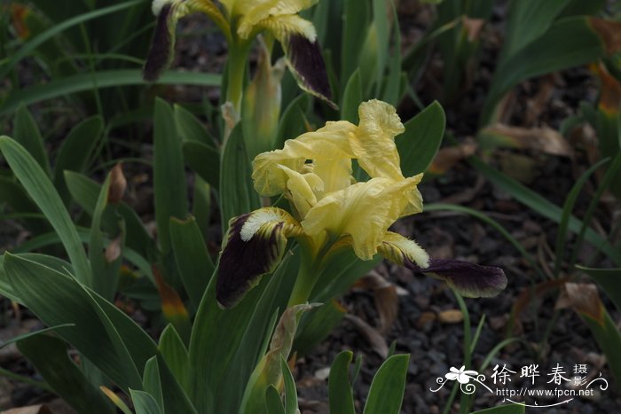 菊花介绍