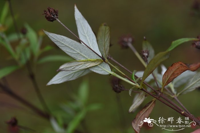 丁香花语