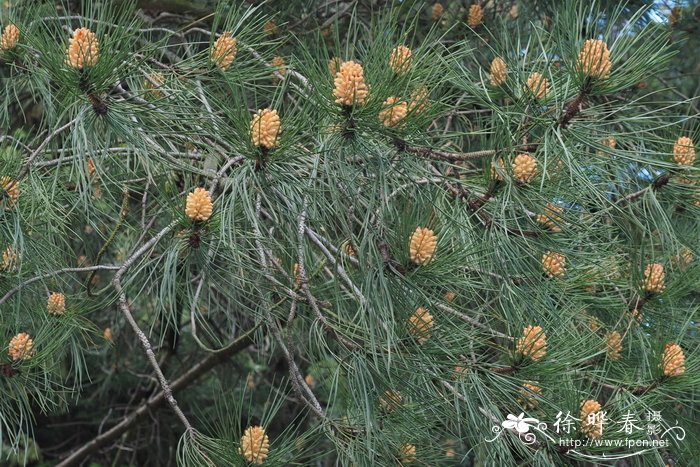 可爱苹果图片