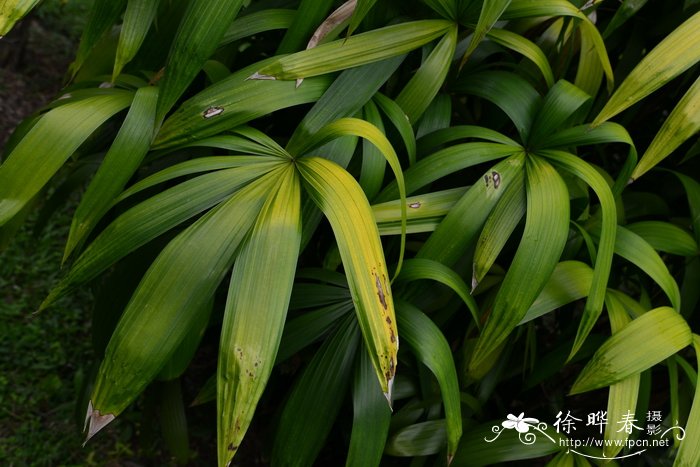 阳台种菜全家够吃