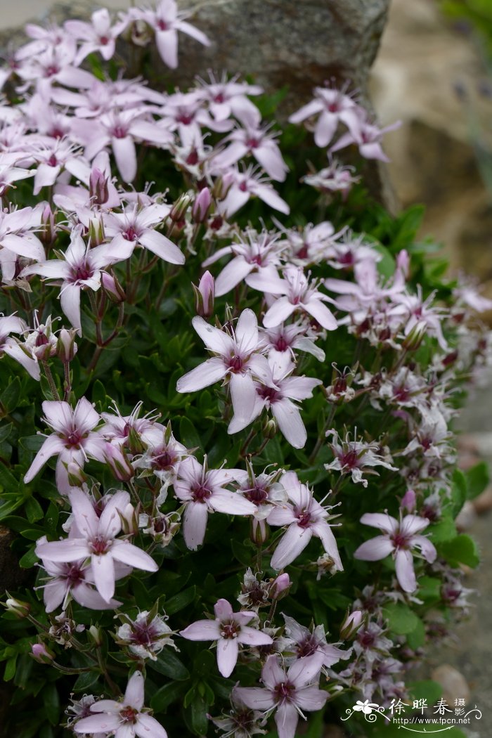 快速除花土小黑飞虫