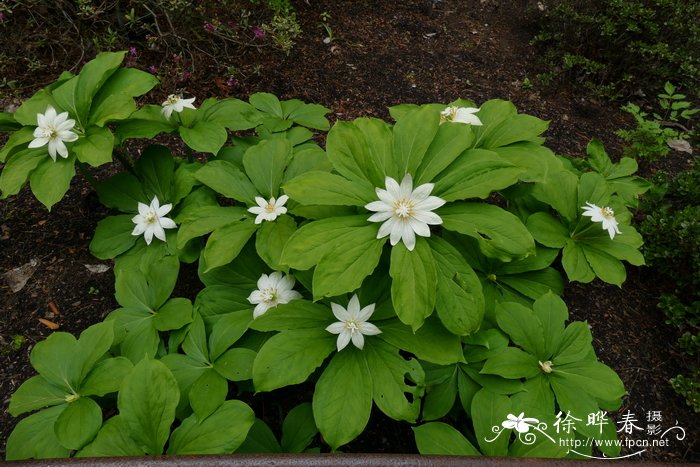 植物