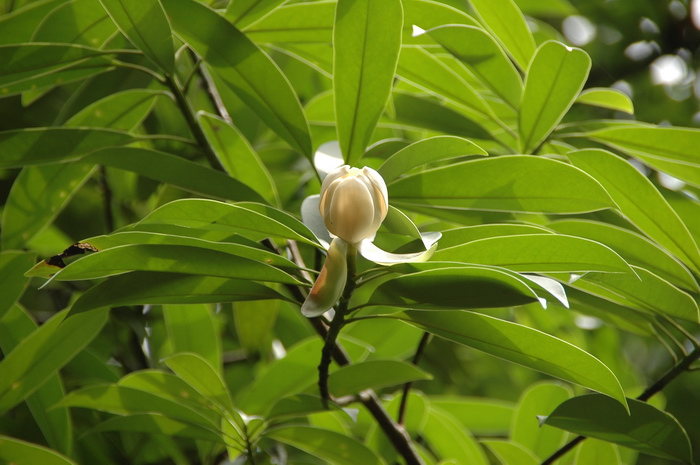 樱桃种植