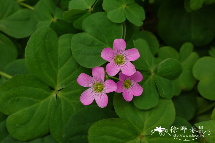 桑植论坛