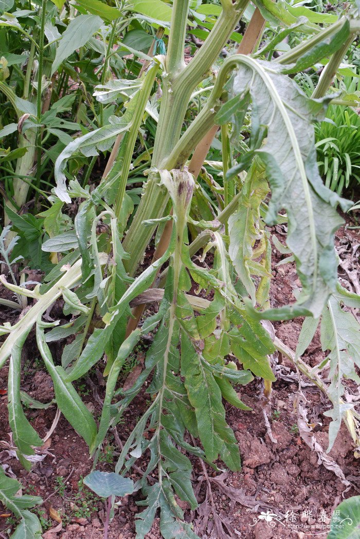 怎样种植金银花