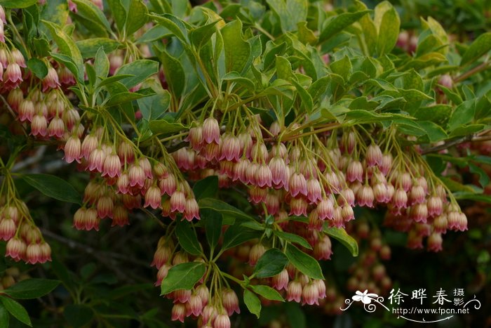 百合花什么季节开放