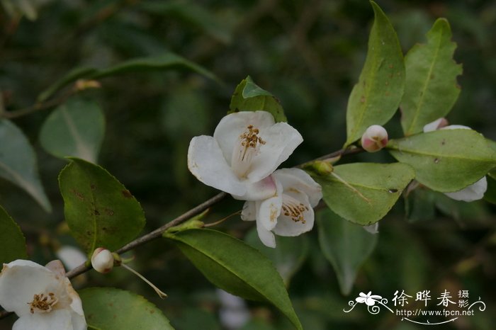 爱护花草树木