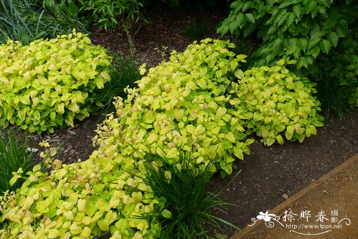 植物烂根怎么补救