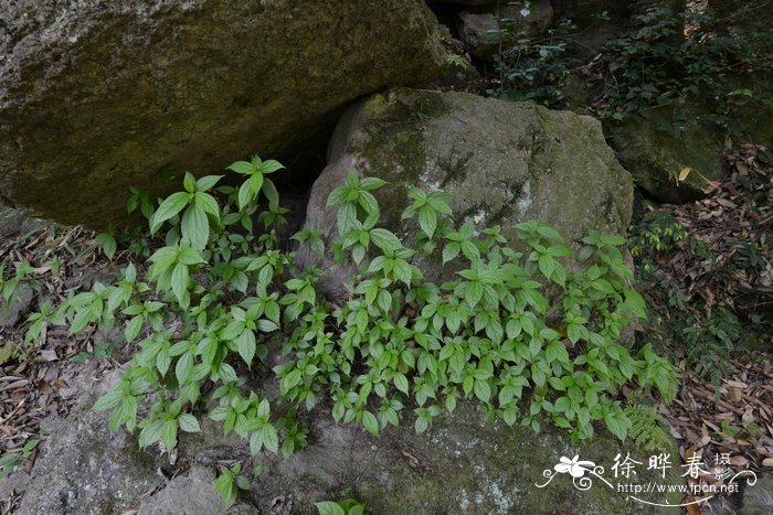 海里的动植物