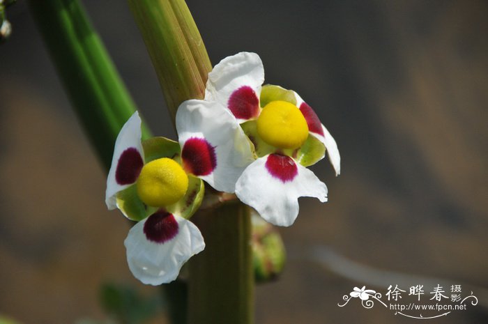 玉兰花的花语