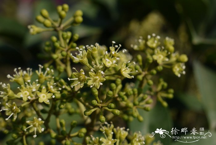 教师节花