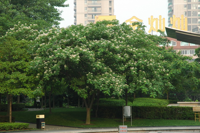 水杉门户