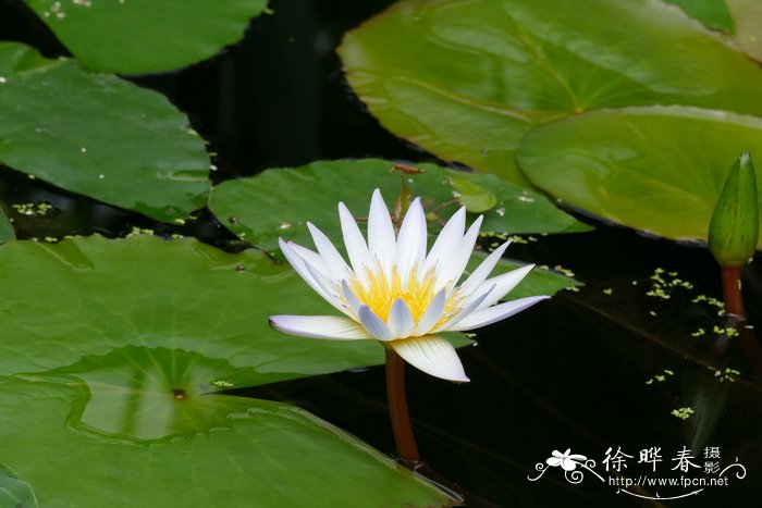 油茶栽培技术