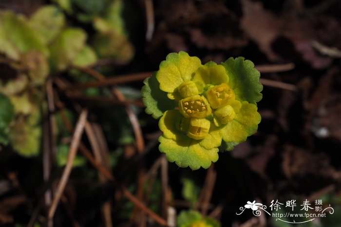 菊花介绍