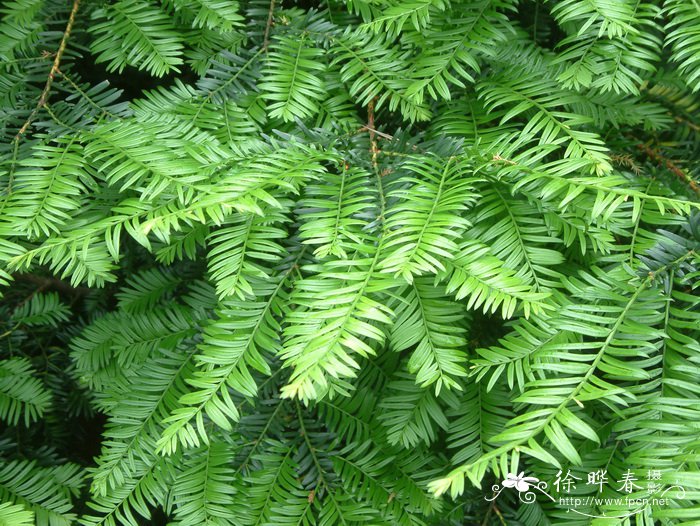 被子植物的一生思维导图