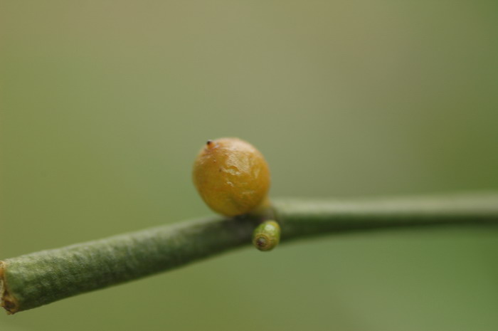 草莓开花到成熟要多少天