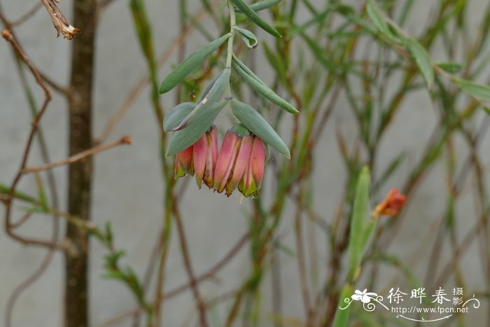 桂花花苗