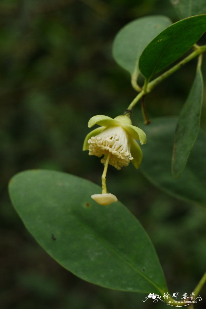 月季花的资料