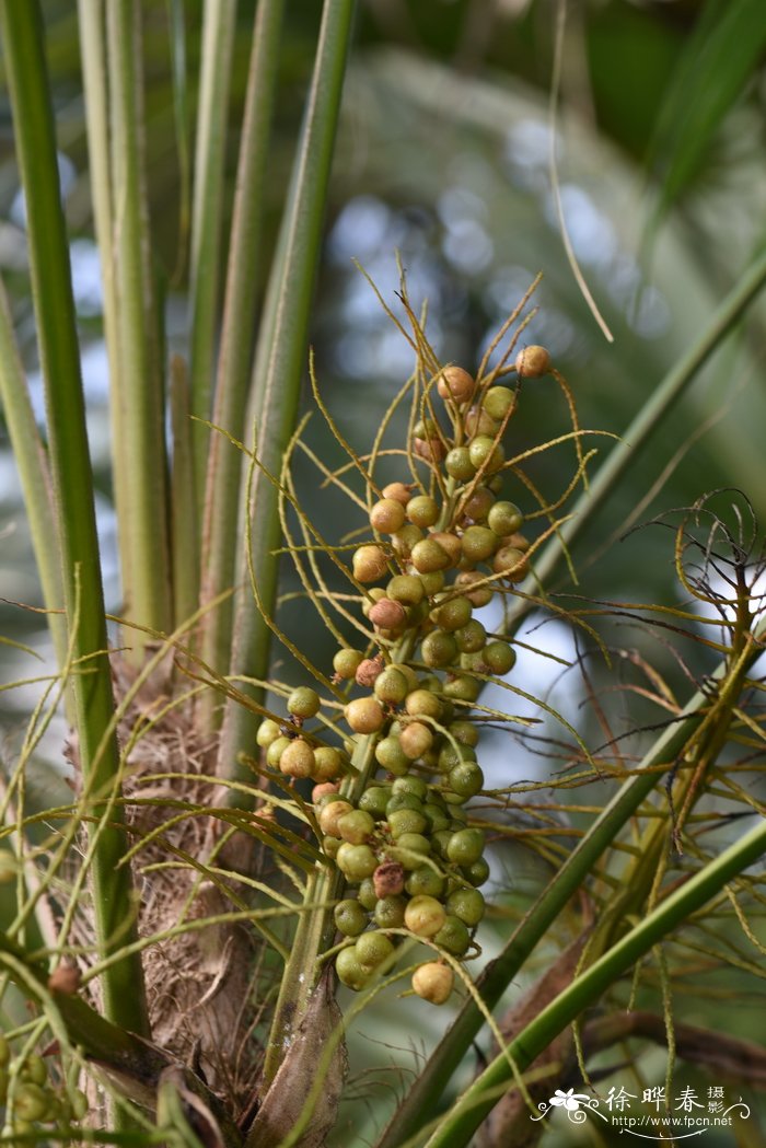 花叶橡皮树