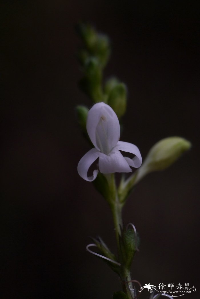 金达菜花