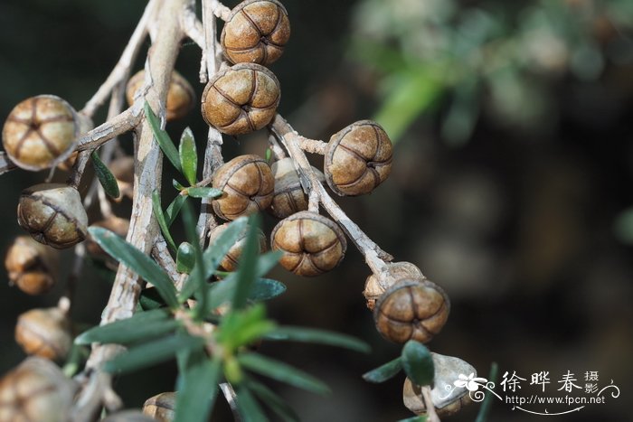 雀梅开花图片