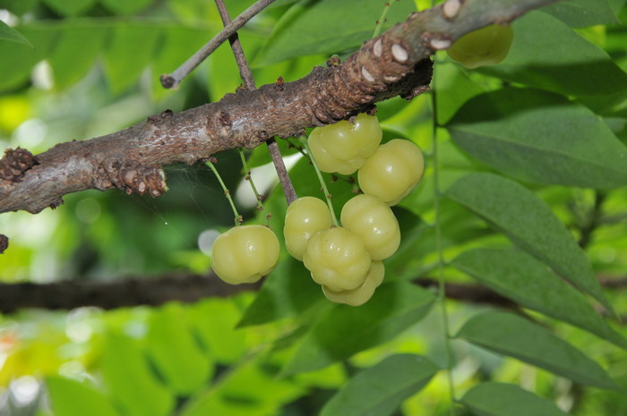 白色雏菊