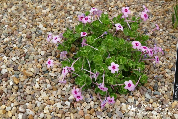 送医生鲜花应该送什么花