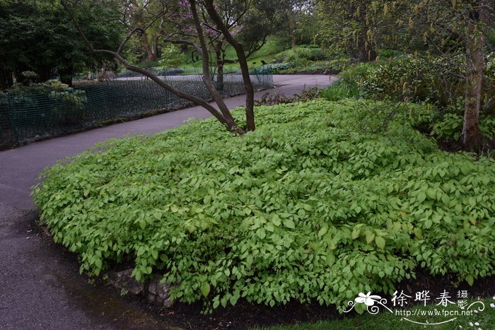 藜麦的食用方法