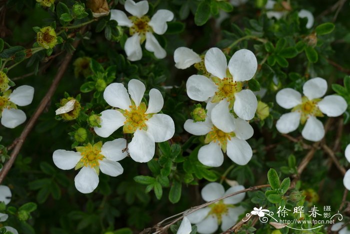 金达莱花的寓意是什么