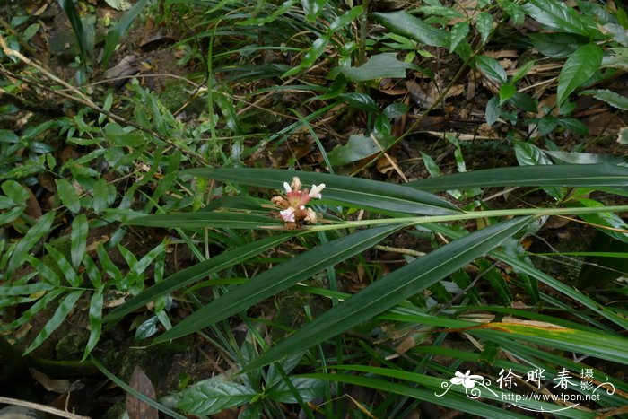 水果拼盘图片简单好看