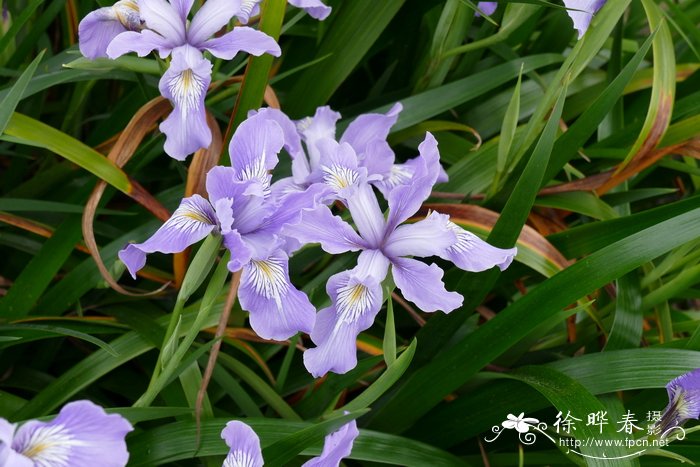 各种花的花语和寓意