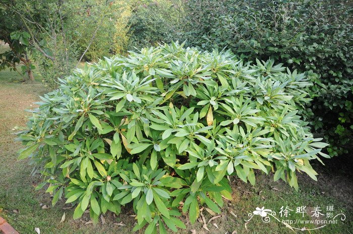 camellia japonica