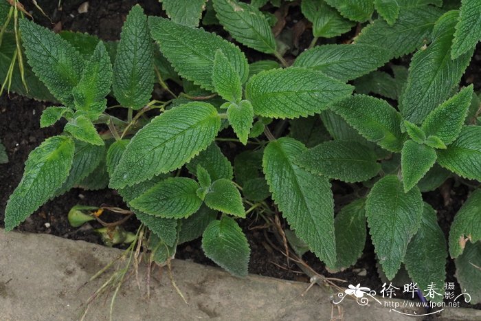 蓝楹花和蓝花楹区别