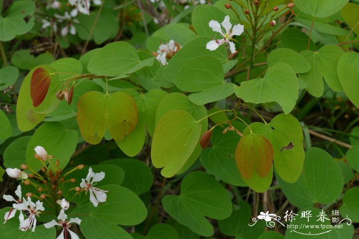 花绿植盆栽