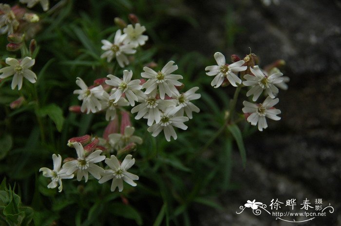 红花鸢尾