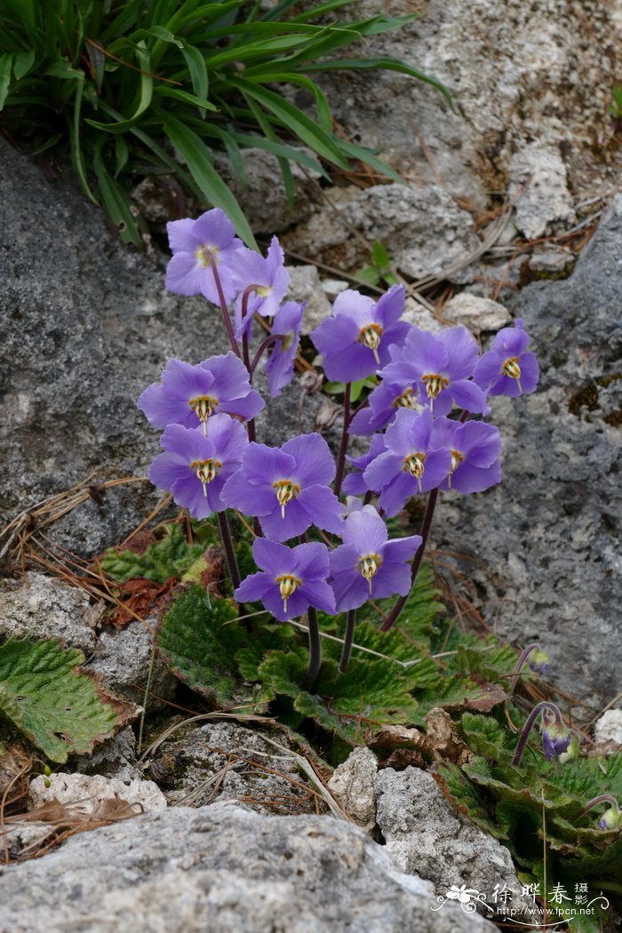 菠萝蜜怎么吃