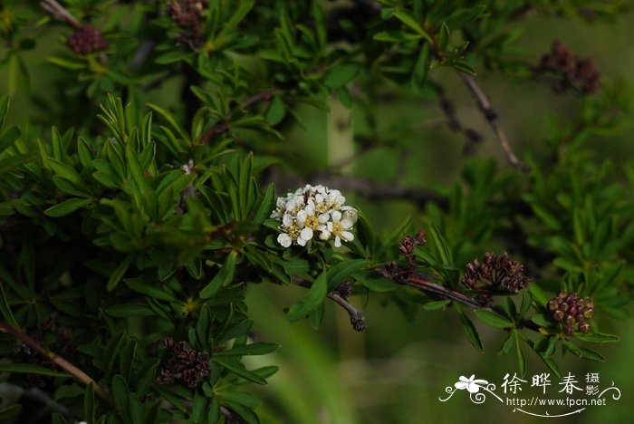 含羞草的花语