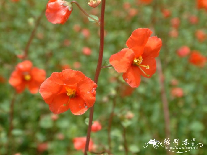 丁香花种植