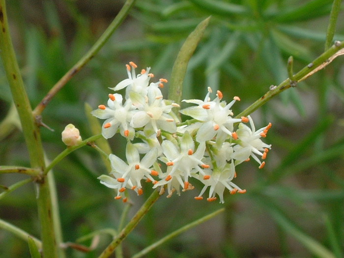 情人节花