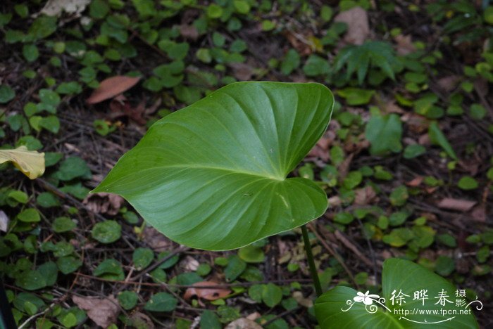 栀子花叶子发黄为什么