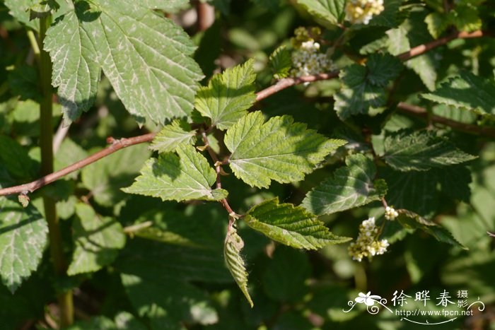 brassica juncea