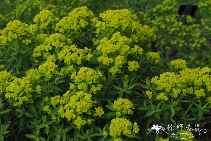 苹果图片及报价