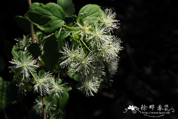 栀子花的养殖方法和注意事项