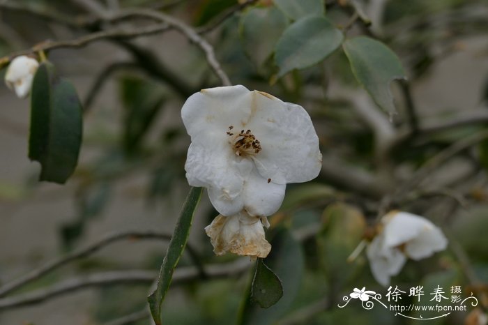 胎菊的功效与作用