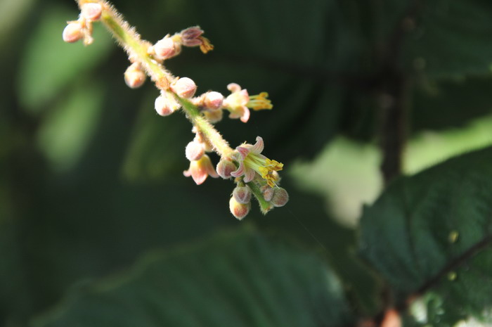 月季花种子