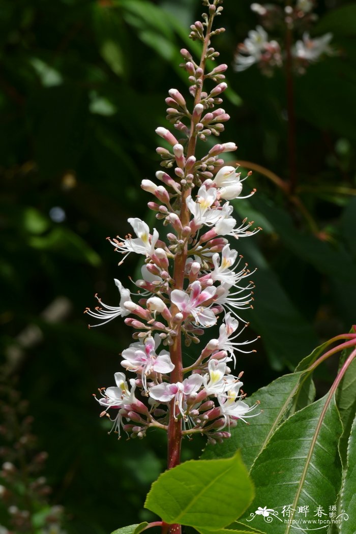 郑州鲜花速递